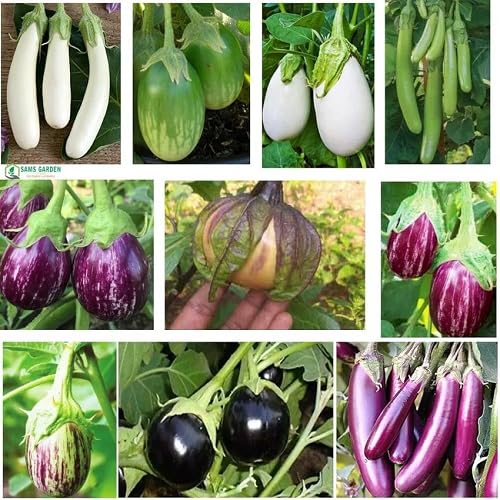 Mixed Eggplant Seeds vegetable seeds - Heirloom, Organic, Non Gmo Garden Seeds for kitchen garden planting