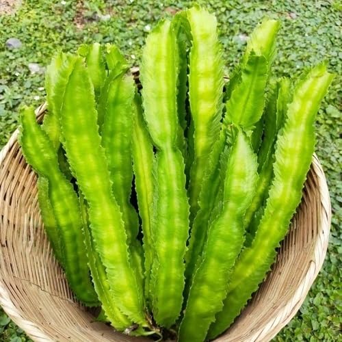 green winged beans vegetable seeds