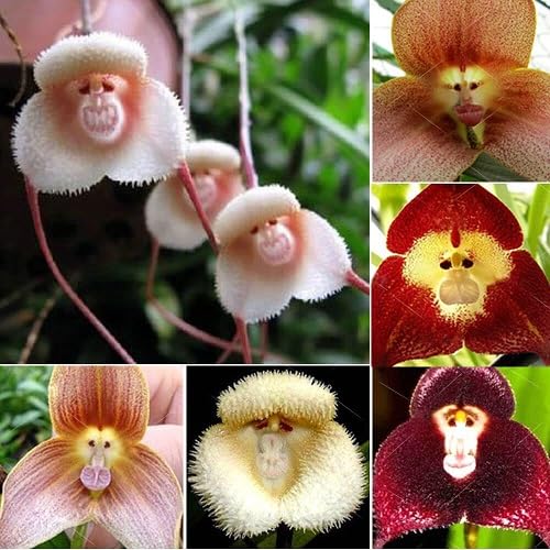 monkey face orchid flower