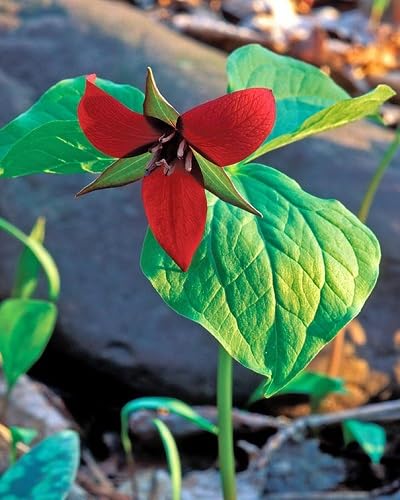 Trillium Flower Seeds