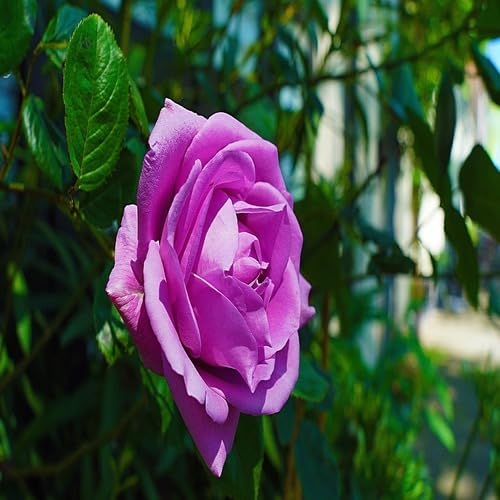 Purple Giant Rose Flower Seeds