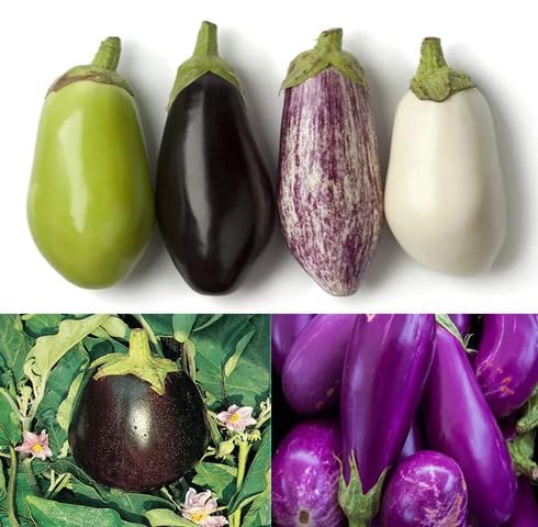 Mixed Eggplant vegetable seeds vegetable seeds for Home Gardening, Natural Home Farming Choice for kitchen garden planting