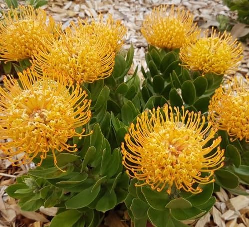 leptopus Flower Seeds