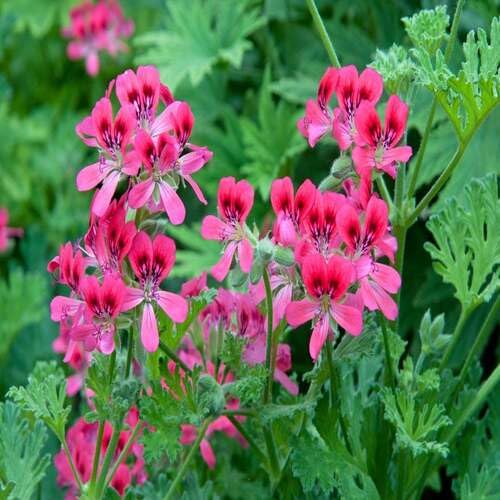 Pink Rose Geranium Pelargonium Flower Seeds