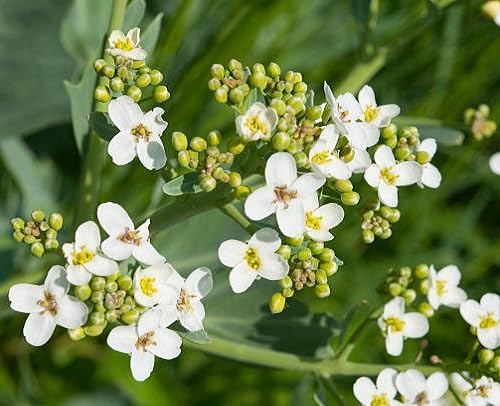 White Galium odoratum Flower Seeds