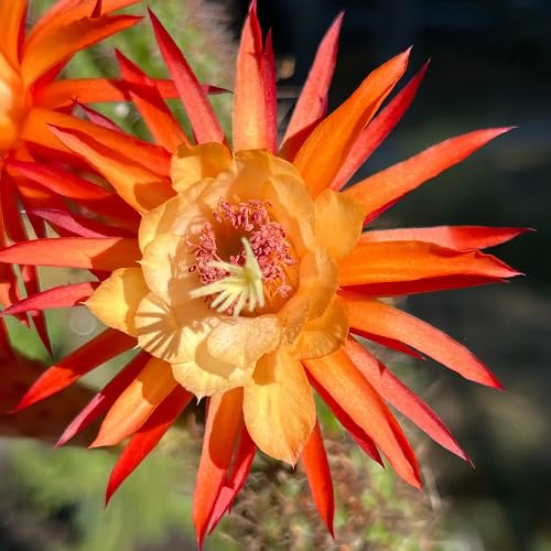 Hildewintera Flower Seeds