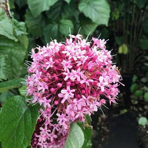 Pink Clerodendrum bungei Flower Seeds
