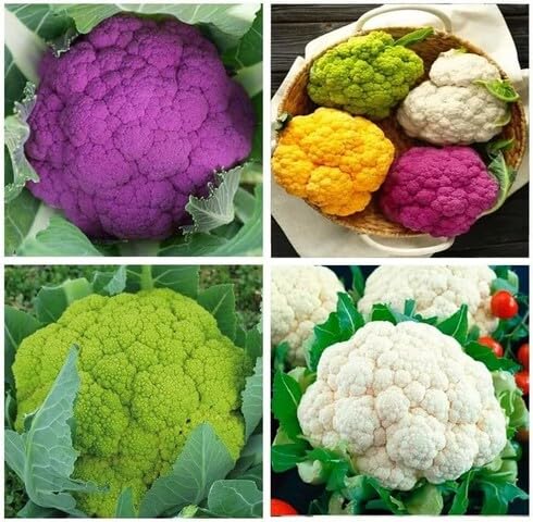 Mixed Cauliflower vegetable seeds - Heirloom, Organic, Non Gmo Garden Seeds for kitchen garden planting