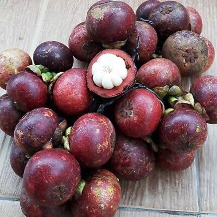 maroon mangosteen fruit Fruit Seeds organic garden seeds