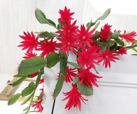 Red Rhipsalidopsis Gaertneri Flower Seeds
