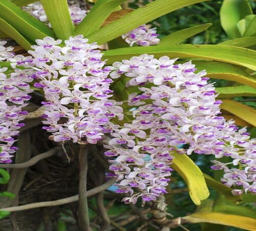 Rhynchostylis Flower Seeds