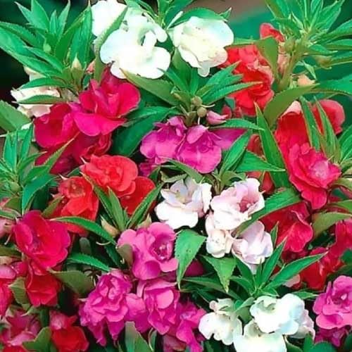 Mixed Balsam Flower Seeds