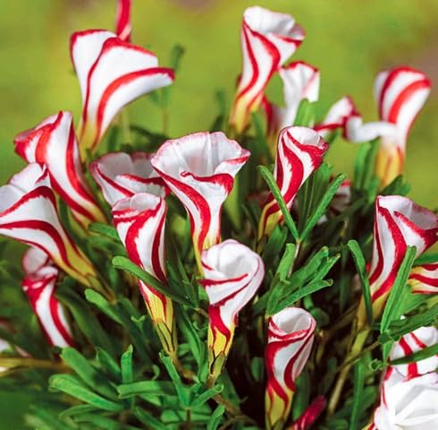 red white oxalis versicolor