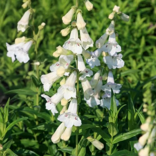 White penstemon Flower Seeds