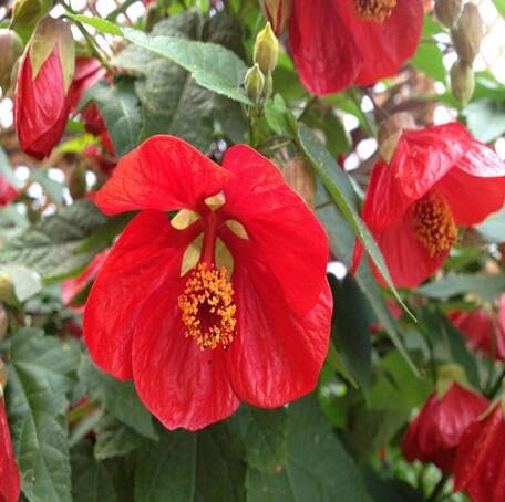 Red Abutilon Flower Seeds