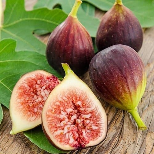 Brown Ficus Carica . Fruit fruit seeds for organic garden planting
