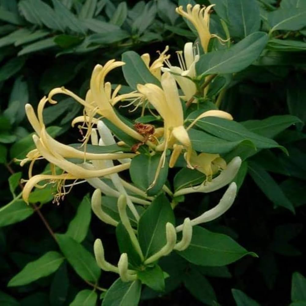 Lonicera Japonica Fences And Trellises
