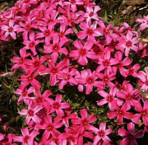 Pink Phlox subulata Flower Seeds
