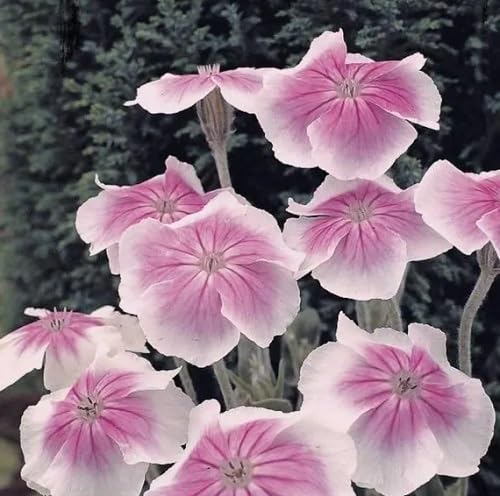 Pink White Lychnis Flowers Seed.