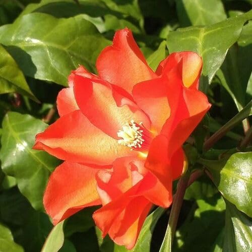 Pereskia Flower Seeds
