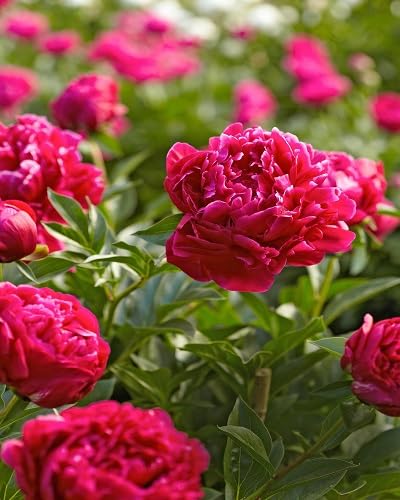 Pink Peony Flower Seeds