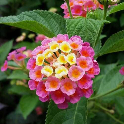 Lantana Camara Flower Seeds