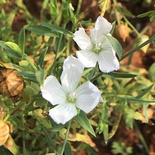 White Linum Usitatissimum Flower Seeds