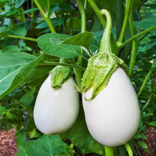 White Eggplant vegetable seeds - Heirloom, Organic, Non Gmo Garden Seeds for kitchen garden planting