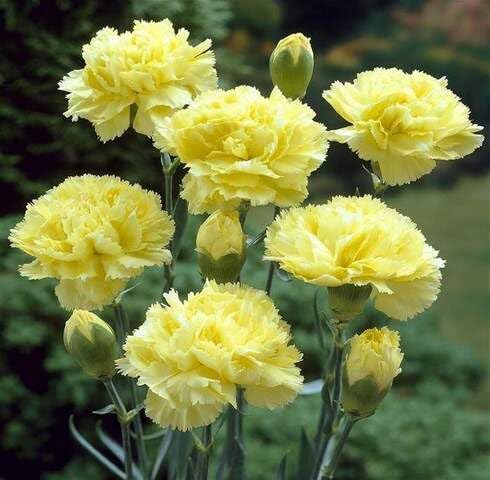 Yellow Carnation Flower Seeds