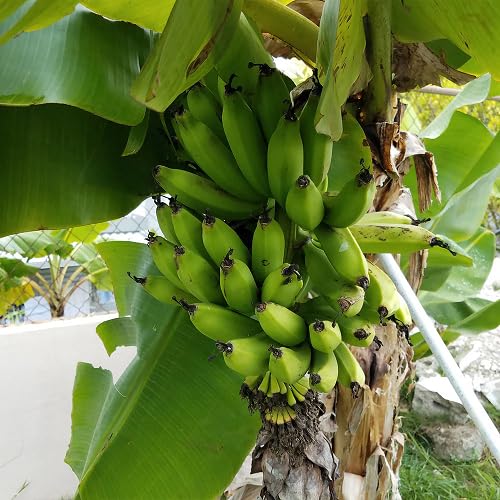 Green Plantain vegetable seeds - Heirloom, Organic, Non Gmo Garden Seeds for kitchen garden planting