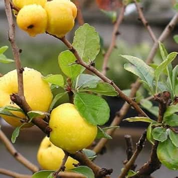 Yellow Quince Fruit Grow This Aromatic Tasty At Fruit Seeds