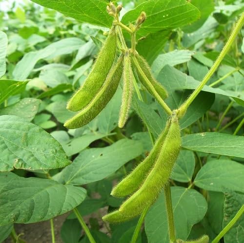 Green SOYA Bean vegetable seeds for Home Gardening, Heirloom, Non-GMO, High Germination for kitchen garden planting