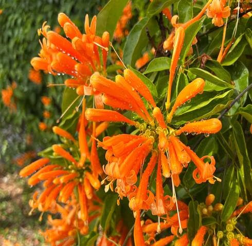 orange pyrostegia flower seeds
