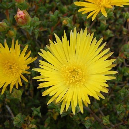 Yellow Lampranthus Flower Seeds