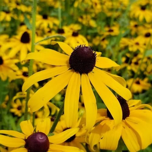 Susan Rudbeckia Flower Seeds