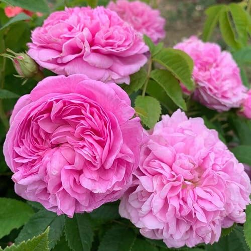 Tauric Rock Rose Seeds