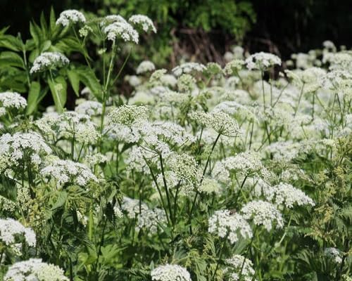 White Aegopodium podagraria Flower Seeds