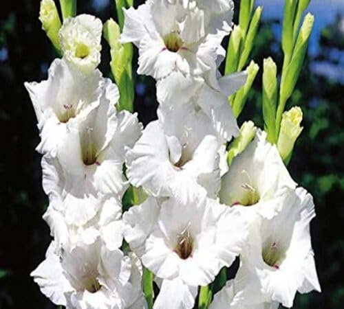 White Gladiolus Flower Seeds