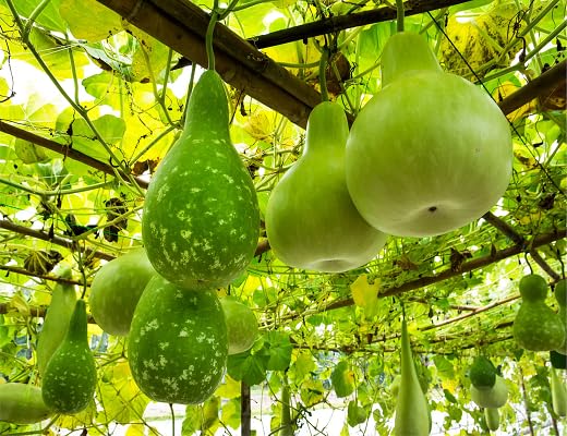 Green Calabash vegetable seeds vegetable seeds for Home Gardening, Organic Raised Bed Gardening for kitchen garden planting