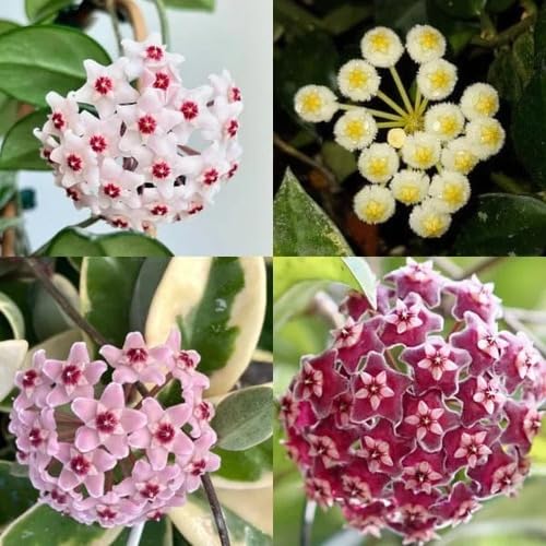 Hoya Carnosa Flower Seeds