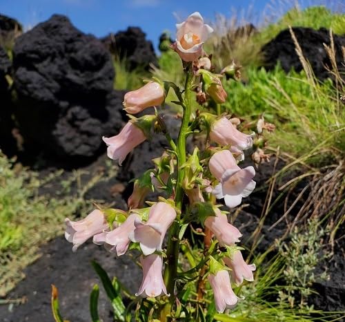 pink azorina flower seeds