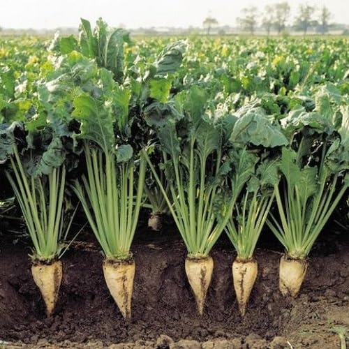 White Sugar Beet vegetable seeds - Heirloom, Organic, Non Gmo Garden Seeds for kitchen garden planting