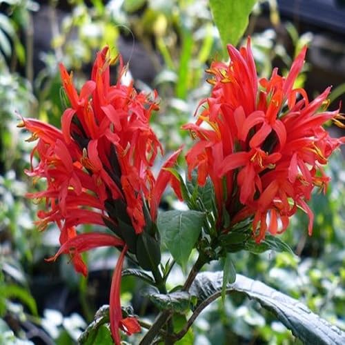Red Pachystachys Flower Seeds