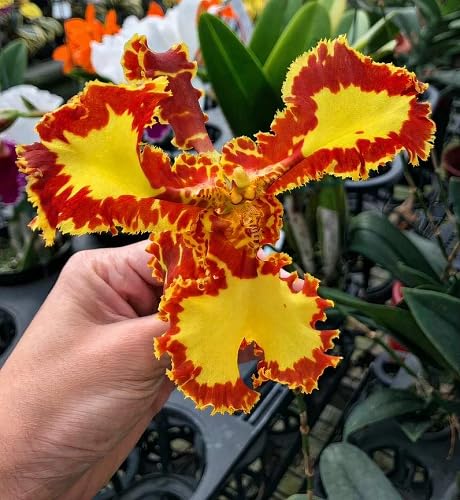 Orange Psychopsis Mariposa Flower Seeds