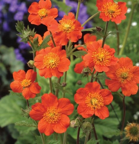maroon cosmos flower seeds
