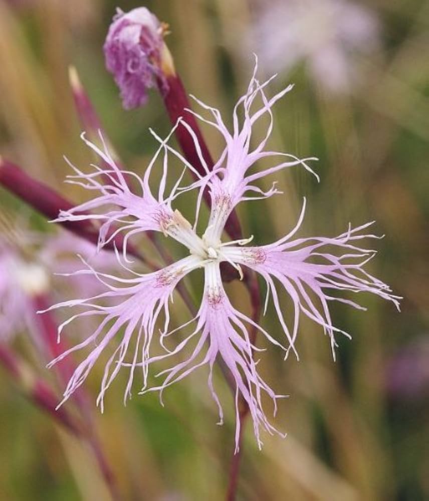 Pink Dianthus