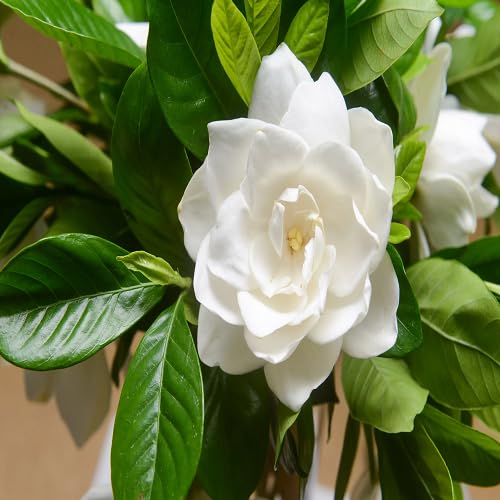 jasminiodes flower seeds flower