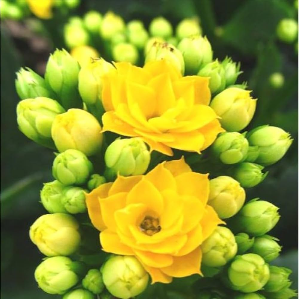 Kalanchoe Bonsai Flower