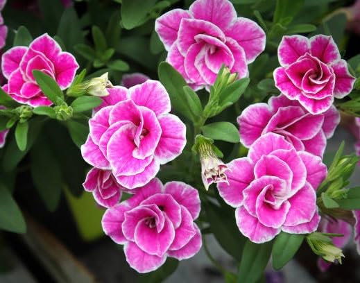 Pink calibrchoa Flower Seeds