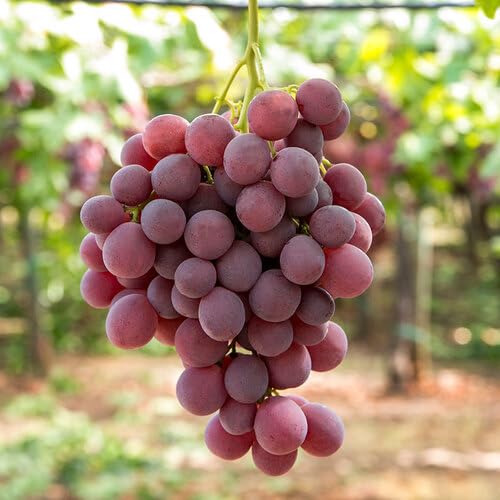 Red Giant Grape Fruit Seeds Fresh Orchard Collection for Healthy Home Farming Premium